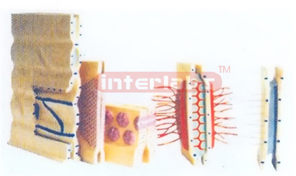 LINKING MODEL FROM SIDE FACE OF EPITHELIA